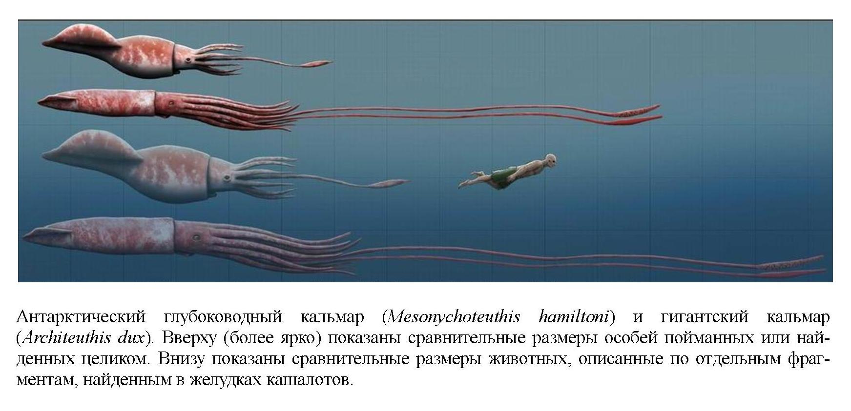 Глубоководный кальмар размеры. Антарктический глубоководный кальмар. Антарктический гигантский кальмар. 1. Гигантский кальмар (Архитеутис).