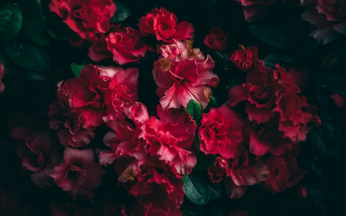 Петр Перминов «Цветы на огороде»